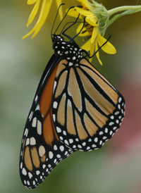 Monarch